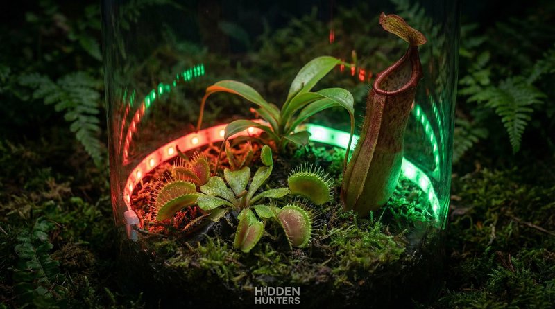 免费看片植物视频-食虫植物微距视频拍摄